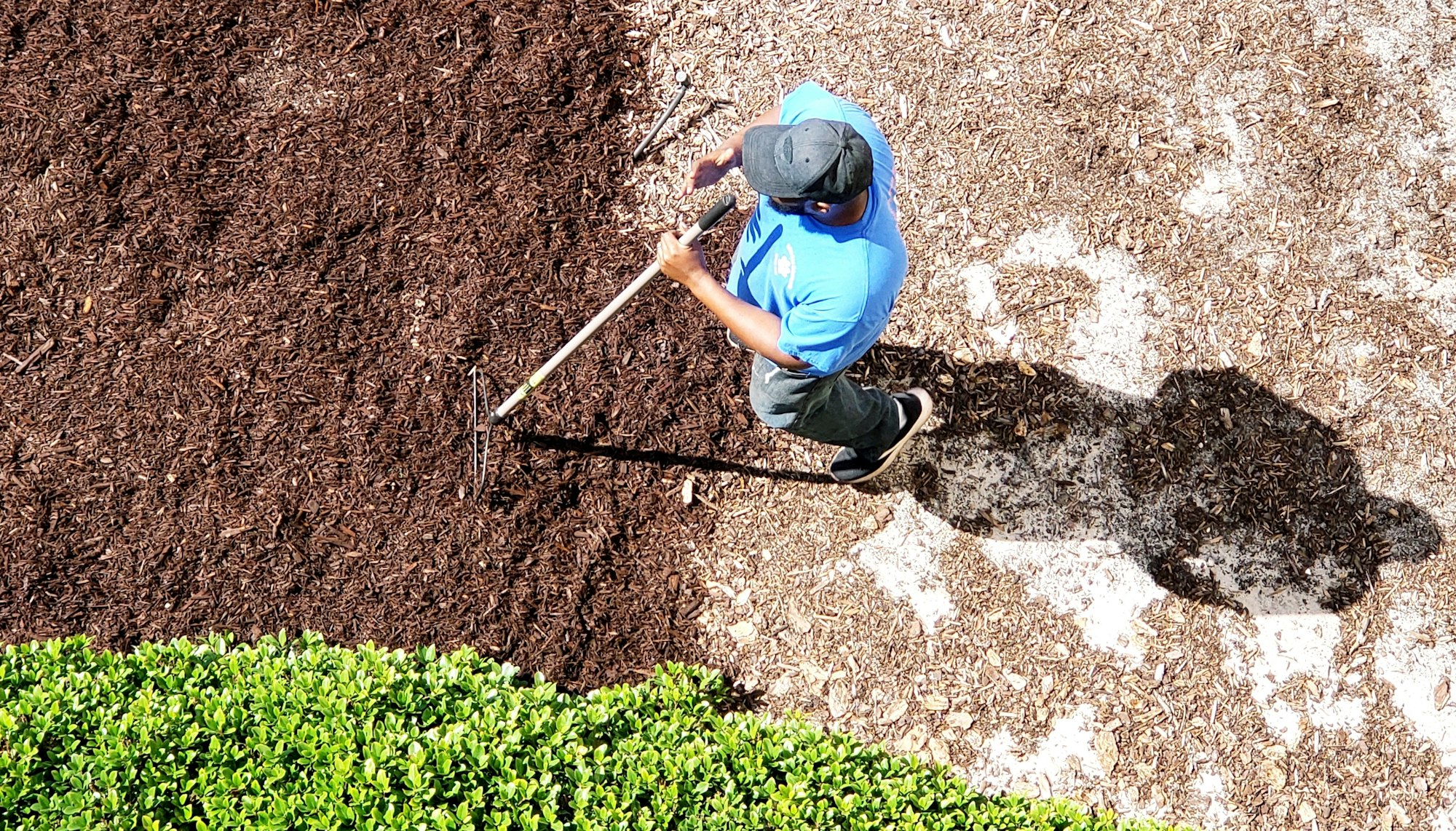 Yard man spreading mulch in outdoor garden area of a beach condo in maintenance of landscaping.