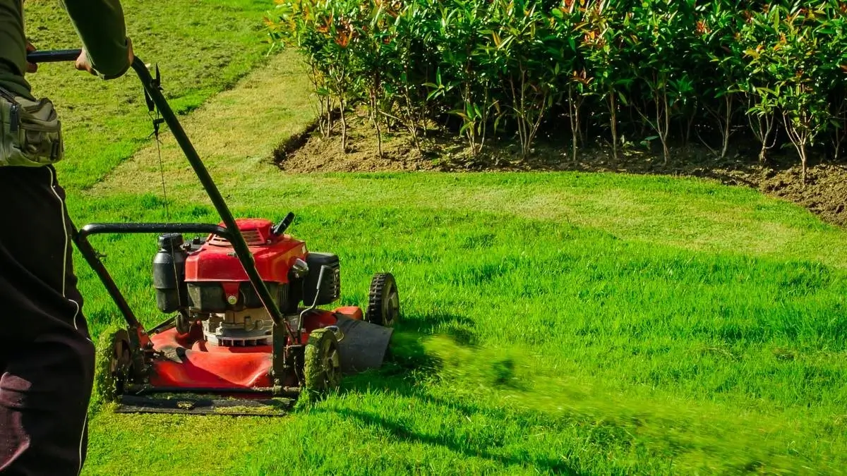 A professional landscaper using a expert hedge trimmer to shape a neatly trimmed hedge in a garden.