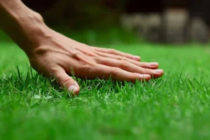 Seasonal lawn care tools and products arranged on a lush lawn, representing year-round lawn care services.